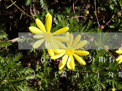 來(lái)分期有額度借不出來(lái)(來(lái)分期有額度借不出來(lái)可以購(gòu)物嗎)