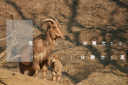 來(lái)分期欠3000可以不還嗎(來(lái)分期欠3萬(wàn)不還款后果)