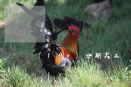 來(lái)分期欠三萬(wàn)不還款