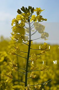 來(lái)分期貸款逾期有減免(來(lái)分期逾期可以協(xié)商減免嗎)