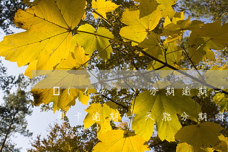 來(lái)分期逾期一年能辦信用卡嗎（信用卡逾期一天能分期嘛）