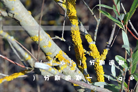 來(lái)分期逾期讓去法院(來(lái)分期逾期一個(gè)月說讓我去本地法院?)