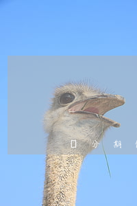 來分期借2000逾期100天-