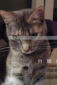 來分期可以分多少期(來分期可以貸款嗎)