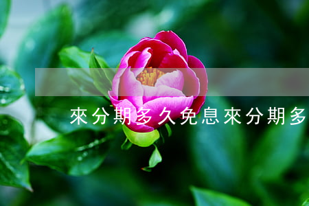 來分期多久免息(來分期多久算逾期)