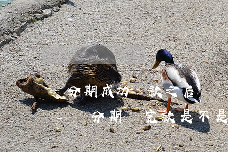 來分期成功還款之后還會(huì)還款嗎-來分期還完款是不是就解除了