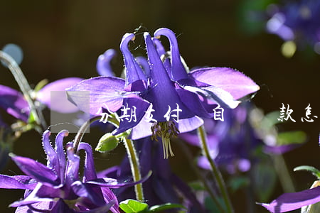 來分期支付寶自動還款怎么取消-