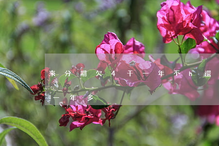 來分期欠4千一年不h還怎么樣(來分期欠了一年多)