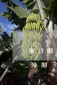 來分期欠一千三會(huì)被起訴嗎(欠來分期三千塊錢會(huì)起訴嗎)