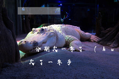 來分期欠一年了會(huì)怎么樣(來分期欠了一年多)