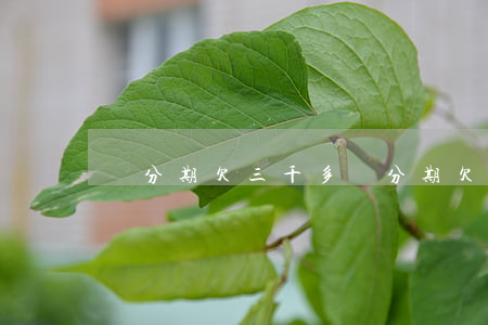 來分期欠三千多(來分期欠三萬會起訴不)