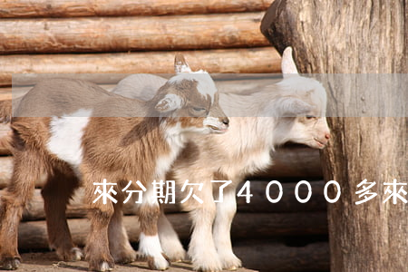 來分期欠了4000多(來分期欠一千多)