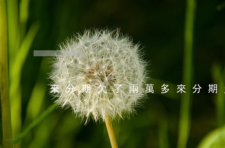 來分期欠了兩萬多(來分期欠了兩萬多)