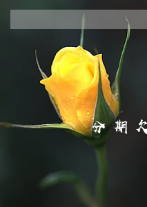 來分期欠兩千塊錢(欠來分期的錢)