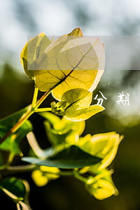 來分期無法還款顯示支付被取消-
