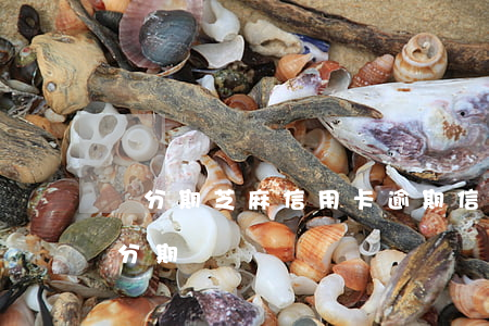 來分期芝麻信用卡逾期(信用卡逾期可以申請分期嗎)