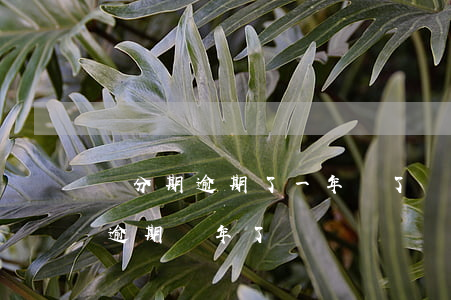 來分期逾期了一年還了還有額度嗎-來分期逾期兩年了