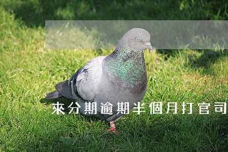 來分期逾期半個月打官司 來分期逾期被告了