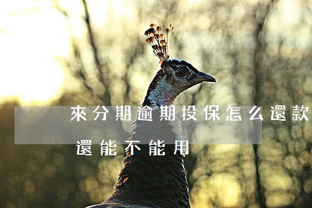 來分期逾期投保怎么還款(來分期逾期了還了還能不能用)