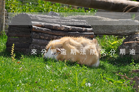 來分期逾期法院 來分期逾期多久被起訴