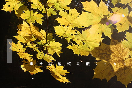 來分期還款期數(shù)怎么變成一周了-