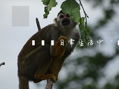 來說說日常生活中“訂金”與“定金”