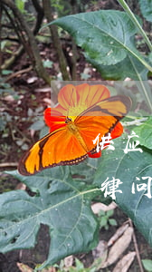 供应商在政府采购与招投标过程中有哪些法律问题