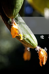 供樓逾期法院要拍賣(供樓逾期法院要拍賣,還可以再還款要回房子嗎)