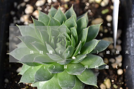 供熱費(fèi)逾期未交滯納金如何計(jì)算-供熱費(fèi)逾期未交滯納金如何計(jì)算的