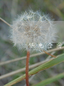 供电合同