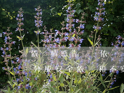 依戀情感靠譜嗎(依戀關(guān)系可以分成安全依戀和不安全依戀嗎)