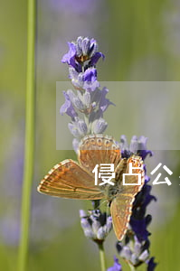 侵占公共綠地，侵占公共綠地由什么部門管