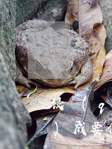 侵權(quán)責(zé)任構(gòu)成要件
