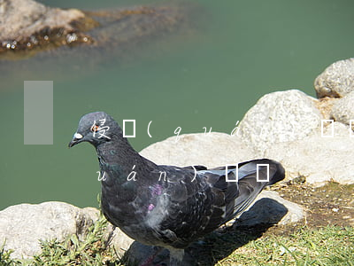 侵權(quán)賠償能否行使代位權(quán)訴訟