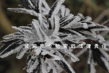 侵犯商业秘密的法律责任有哪些