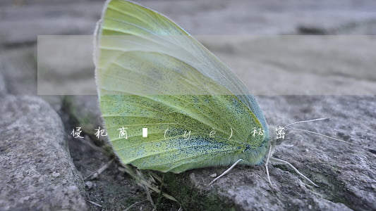 侵犯商業(yè)秘密