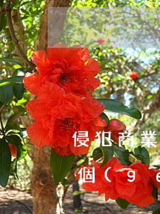 侵犯商業(yè)秘密罪在司法適用中的幾個(gè)問題