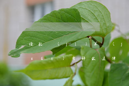 侵犯計(jì)算機(jī)軟件版權(quán)有什么法律責(zé)任