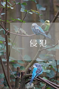 侵犯計算機軟件版權有什么法律責任