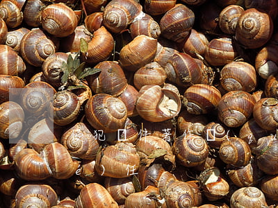 侵犯軟件著作權(quán)的法律責(zé)任