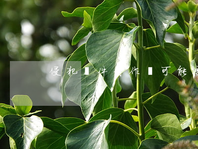 侵犯軟件著作權可能要承擔哪些責任