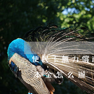 便民卡無力償還怎么辦(便民卡一年后還不了本金怎么辦)