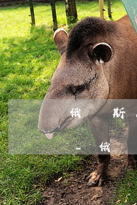 俄羅斯人商務(wù)簽證逾期兩天怎么辦-俄羅斯人商務(wù)簽證逾期兩天怎么辦呢