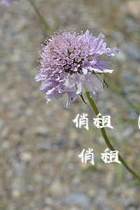 俏租機(jī)逾期芝麻信用不受影響嗎-俏租機(jī)逾期芝麻信用不受影響嗎