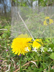 保健食品廣告不得含有哪些內(nèi)容
