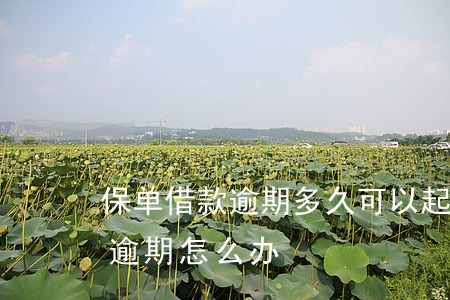 保单借款逾期多久可以起诉-保单借款还款逾期怎么办
