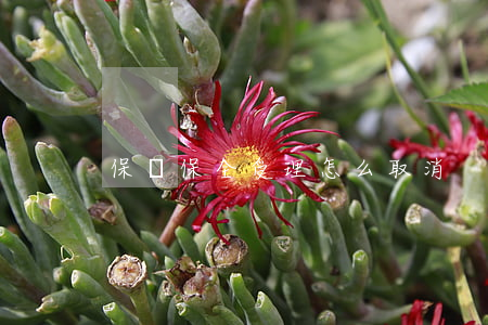 保單保全受理怎么取消