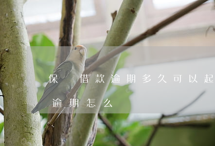 保單借款逾期多久可以起訴-保單借款還款逾期怎么辦
