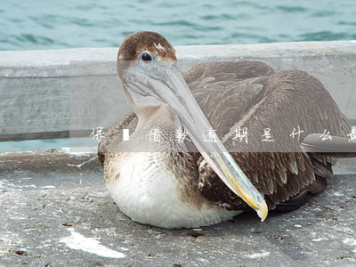 保單借款逾期是什么意思
