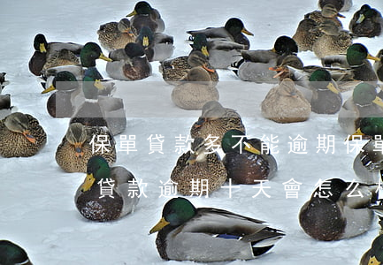 保單貸款多不能逾期(保單現(xiàn)金貸款逾期十天會怎么樣)